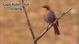 Cape Robinchat mimicking Rufousnaped Lark and Forktailed Drongo [upl. by Favien]