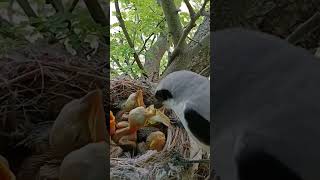 Feeding Fumble Baby Shrikes vs Oversized Insects shorts [upl. by Eidissac696]