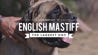 Mastiff Informationen zur Rasse [upl. by Marleah]