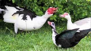 quotMuscovy Ducksquot Documentary [upl. by Aihset486]