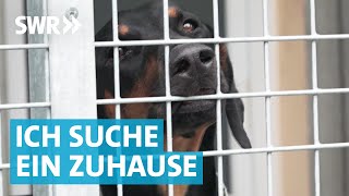 Liebe gesucht Die große Tierheim Doku aus Esslingen [upl. by Arlyne]