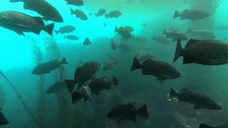 Decapod Maze Big Sur Scuba Diving [upl. by Amary]