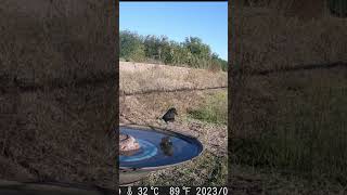 Phoebes galore at birdbath birds birding wildlife trailcam nature [upl. by Vasti996]