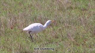 Feeding behaviour of the Western Cattle Egret [upl. by Hannus70]