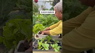 Seedling tray seedling cultivation is strong seedling rurallife gardening garden agriculture [upl. by Ahsikram]