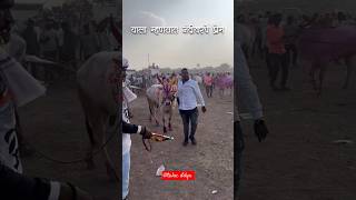 याला म्हणतात नंदिवरचे प्रेम 🥹bailgadasharyat bailgadasharyatlivetoday cow shotsvideo [upl. by Yanel744]