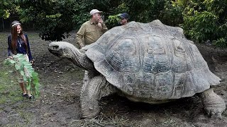 Most Amazing Biggest Turtles in the World [upl. by Dwaine998]