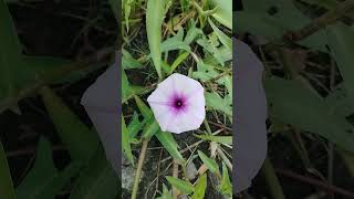 কলমি ফুলIpomoea aquaticawater morning glorywater convolvulusChinese spinachSwamp cabbage love [upl. by Asena]