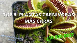 LAS PLANTAS CARNÍVORAS MÁS COSTOSAS DEL MUNDO  FLYTRAPS [upl. by Greff]