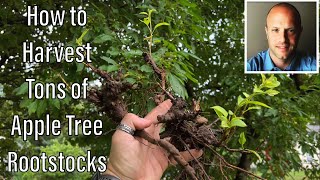 How to Grow Apple Tree Rootstock [upl. by Yehus150]