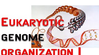 Eukaryotic genome organization 1  chromosome nucleosome [upl. by Asyar329]