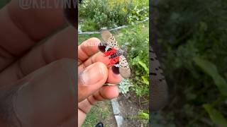 Handling a Spotted Lanternfly [upl. by Haidadej]