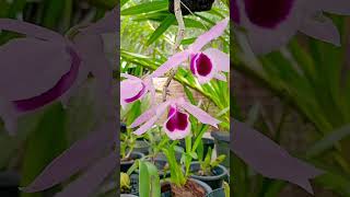 Dendrobi Nestor orchid flowers beautifulorchids garden plants nature [upl. by Finzer506]