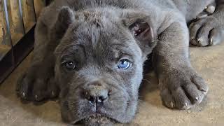 Cane Corso Puppies Bethlehem GA 🐶 puppies CaneCorso Georgia [upl. by Gelb974]