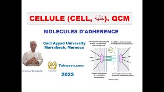 Cellule Molécules dadhérence QCM Adhérences cellulecellule et cellulematrice extracellulaire [upl. by Angele198]