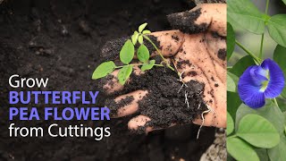 How to grow butterfly peas flower  Aparajita from cuttings [upl. by Anitneuq701]