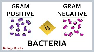 Gram Positive Vs Gram Negative Bacteria Meaning and Comparison Chart [upl. by Yenots885]