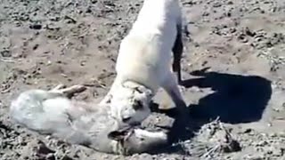 Kangal Completely Destroys A Wolf In An Epic Battle [upl. by Ahsiemak88]