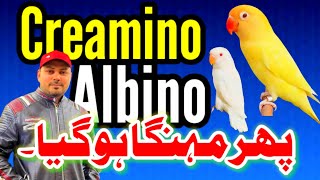 Creamino Albino پھر مہنگا ہو گیا  Albino Blue 2  Commercial love birds  Welcome Aviary official [upl. by Kcirnek70]