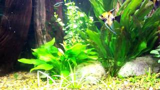 135 Gallon Planted Aquarium [upl. by Can]