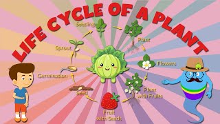 life cycle of plants for kids  Stages of Plant Life Cycle  Learning Junction [upl. by Gierc]