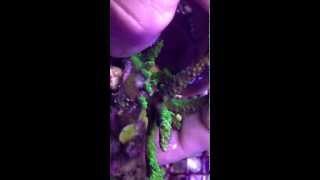 Acropora Eating Flatworm on a new colony we acquired [upl. by Llennaj]