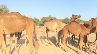 Camel Walking Video Camel Life at thar desert [upl. by Marianna124]