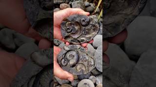 Ammonite facts scispace fluiddynamics spacesciencechannel scince ytshorts [upl. by Buckingham]