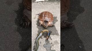 The turtle and the crab fight prt2 🤣 funny pets shorts viralvideo comedy pet discovery [upl. by Schweiker]