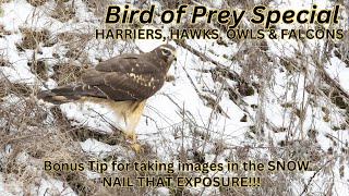 Bird Photography  Long amp Short Eared Owls Harriers Hawks amp Falcons  TIPS on Exposing for snow [upl. by Howlond]