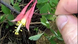 MyNature Apps Identifying Wild Columbine Aquilegia canadensis [upl. by Goulder]