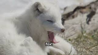 Arctic Fox Facts [upl. by Boarer197]