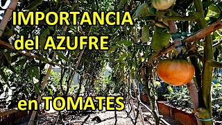 AZUFRE para las TOMATERAS para que Sirve y cómo Usarlo [upl. by Pansie]