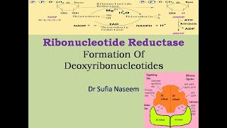 Ribonucleotide Reductase amp Synthesis of Deoxyribonucleotides [upl. by Sven160]