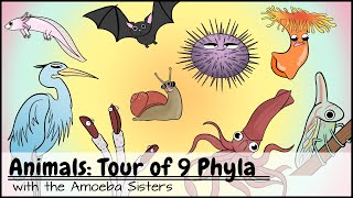 Animals Tour of 9 Phyla [upl. by Ohcirej965]