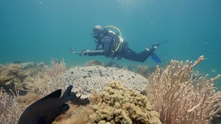 Mission Blue Exmouth Gulf and Ningaloo Coast Hope Spot – Uncharted Waters [upl. by Arlinda]