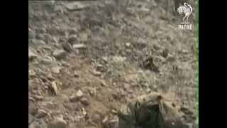 Battle of Tora Bora 2001  A Day That Shook the World [upl. by Seldan635]