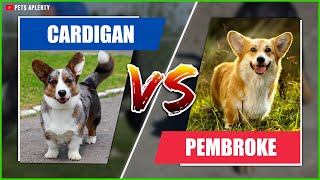 The Cardigan Welsh Corgi vs Pembroke Compare the breeds and find out which is better [upl. by Tupler]