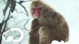 Troupes Of Japanese Macaques Use Hot Springs To Keep Warm  Wildest Islands Japan [upl. by Eirb470]