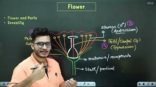 L5 Flower Aestivation amp Placentation  Morphology in Flowering Plants 11th Class Biology ft Vipin [upl. by Leoline]