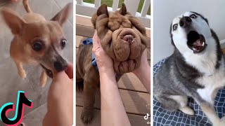 Ultimate Funniest Dogs and Cutest Puppies of TIKTOK Compilation [upl. by Ballinger]