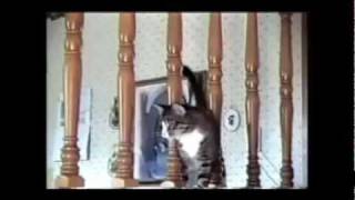 Funny cats compilation [upl. by Brunelle]