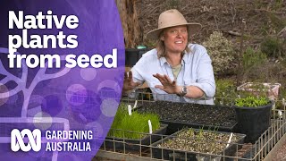 How to grow Australian native plants from seed  Australian native plants  Gardening Australia [upl. by Dollie625]