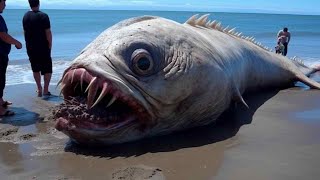 20 Terrifying Things Washed Up on Beaches [upl. by Rici27]