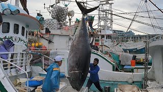 900pound giant bluefin tuna cut for luxurious sashimi [upl. by Assisi]