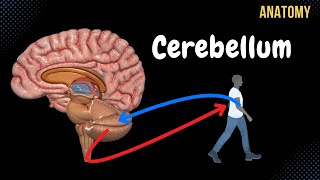 Cerebellum Anatomy External amp Internal Structures Tracts Nuclei [upl. by Hilaria]