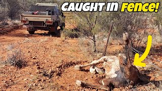 Shooting camels  Central Australia [upl. by Jenn]