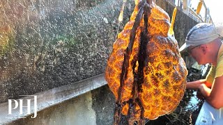 Bizarre Orange Alien Egg Sacs Discovered in River  PHJ [upl. by Baalman]