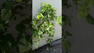 😱 Wonderful Aparajita Flower Plant with Indian Broad Beans plant or Simba in one pot aparajita [upl. by Alderson751]