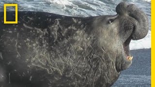 Elephant Seal on the Loose  Do or Die [upl. by Sandberg]